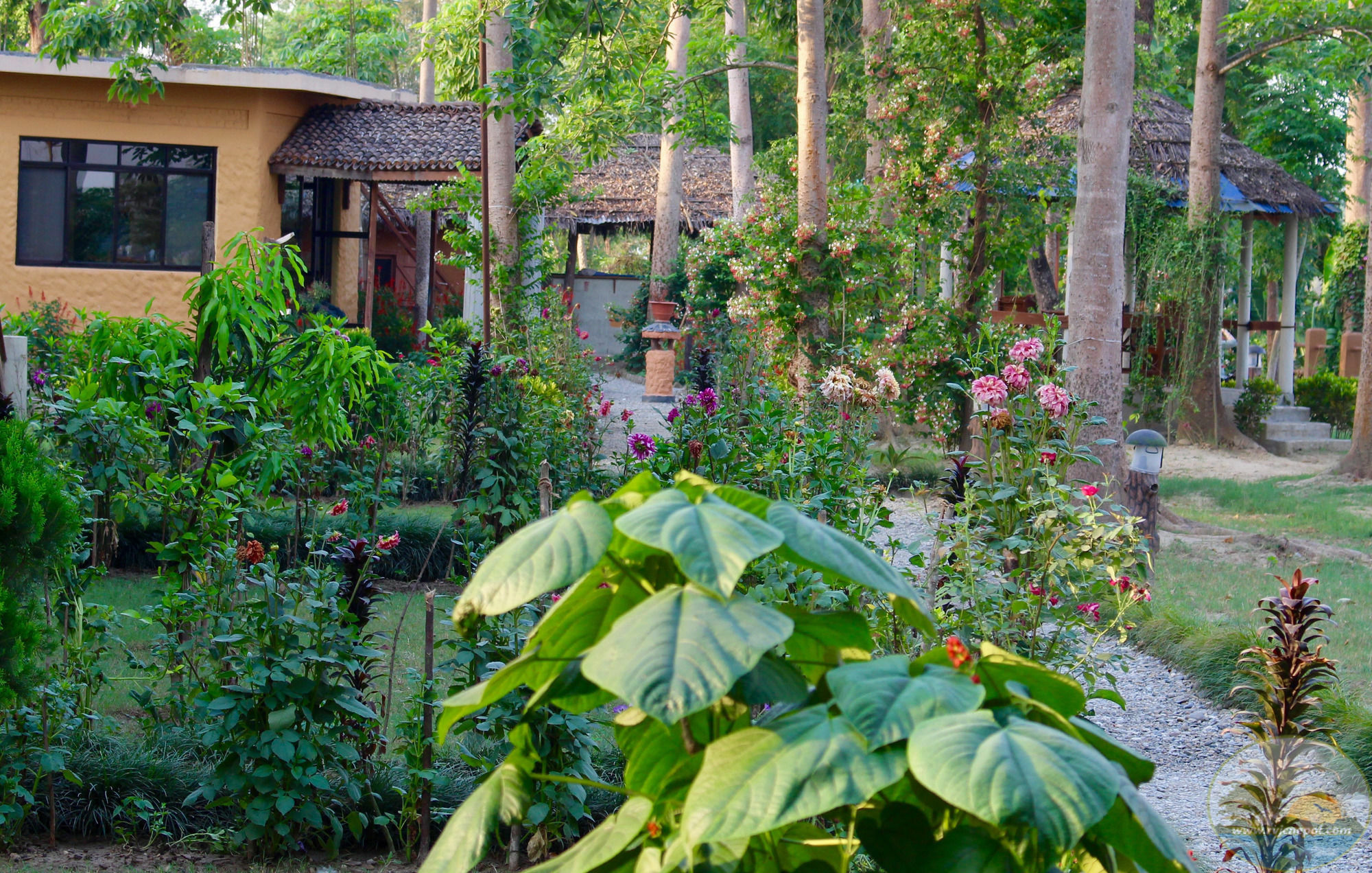 River View Jungle Camp โซราฮา ภายนอก รูปภาพ