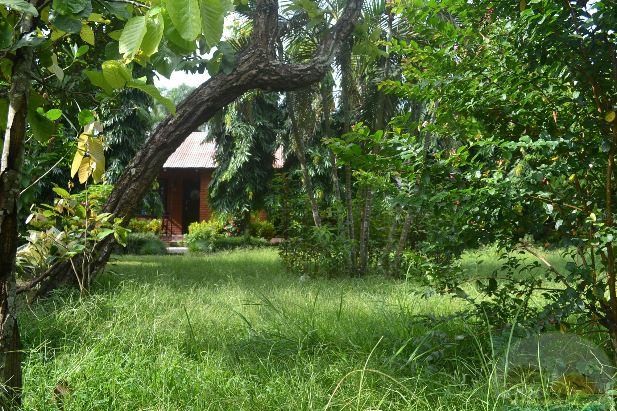 River View Jungle Camp โซราฮา ภายนอก รูปภาพ