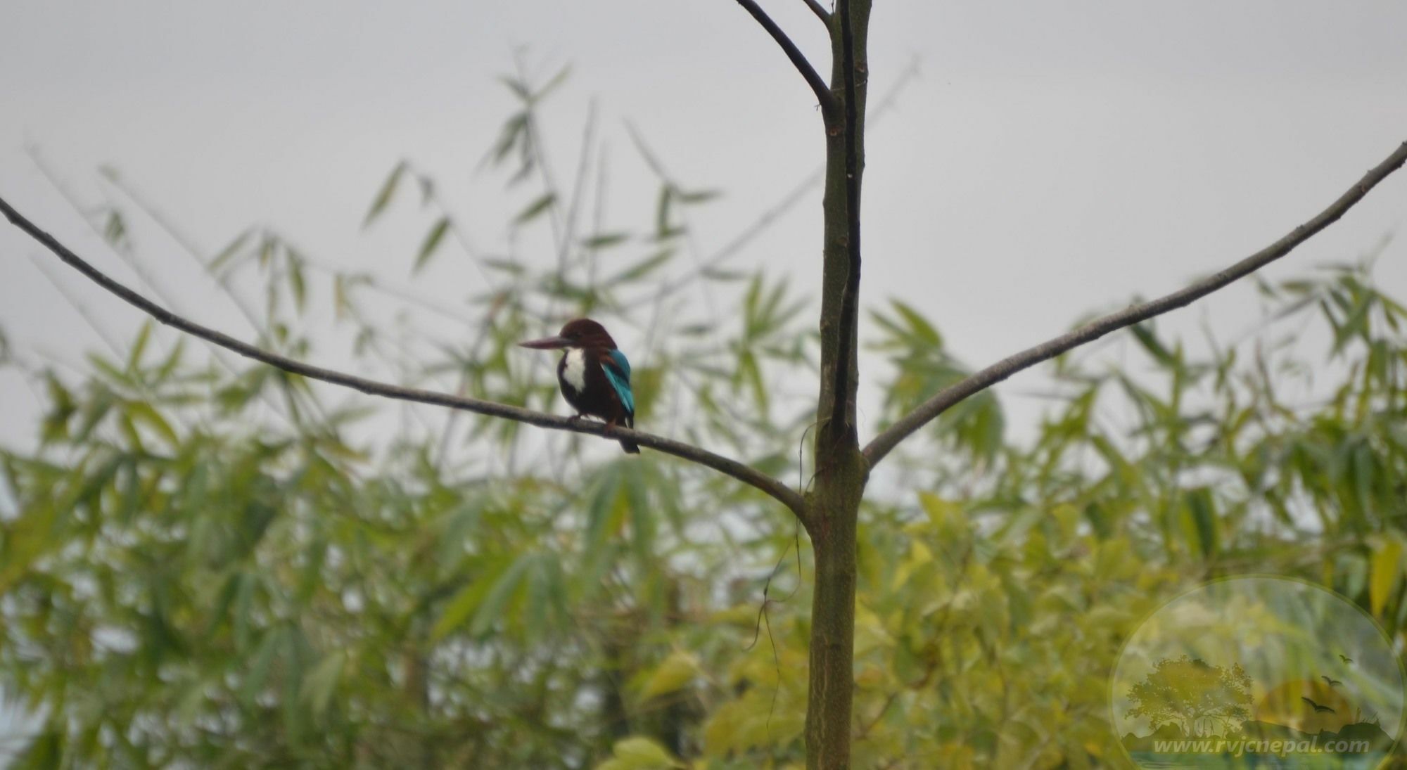 River View Jungle Camp โซราฮา ภายนอก รูปภาพ